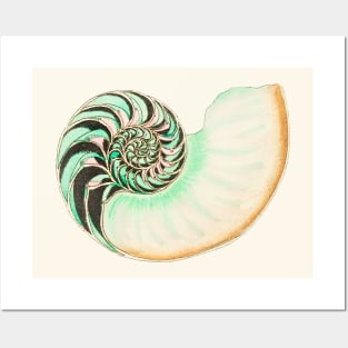 Whitish nautilus shell Posters and Art